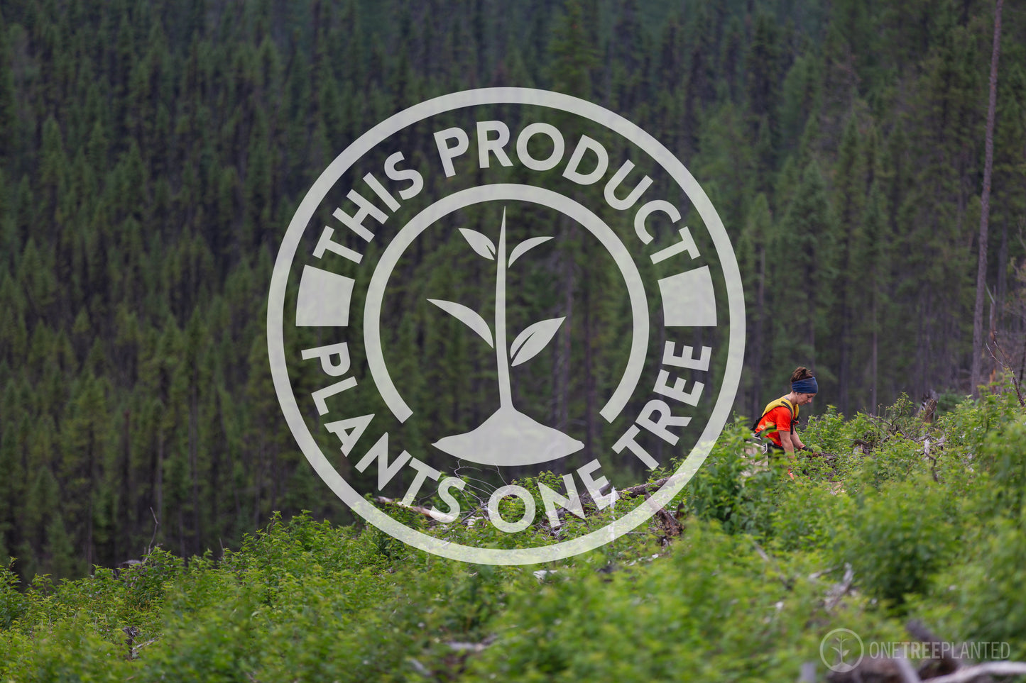 Maple Wood Jewelry Organizer